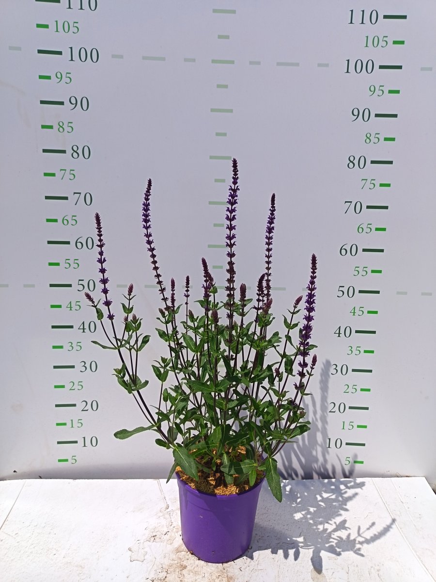 Salvia nemorosa 'Caradonna'