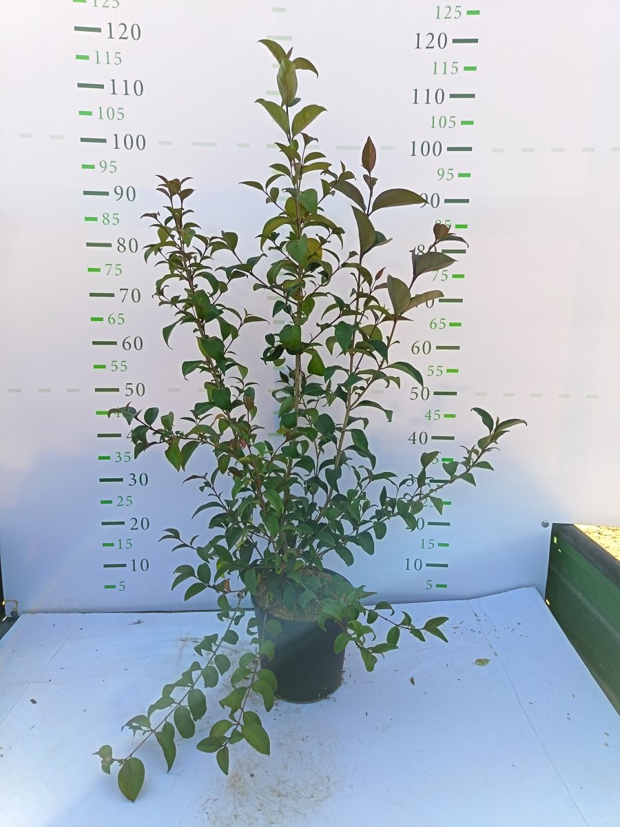 Ligustrum  japonicum 
