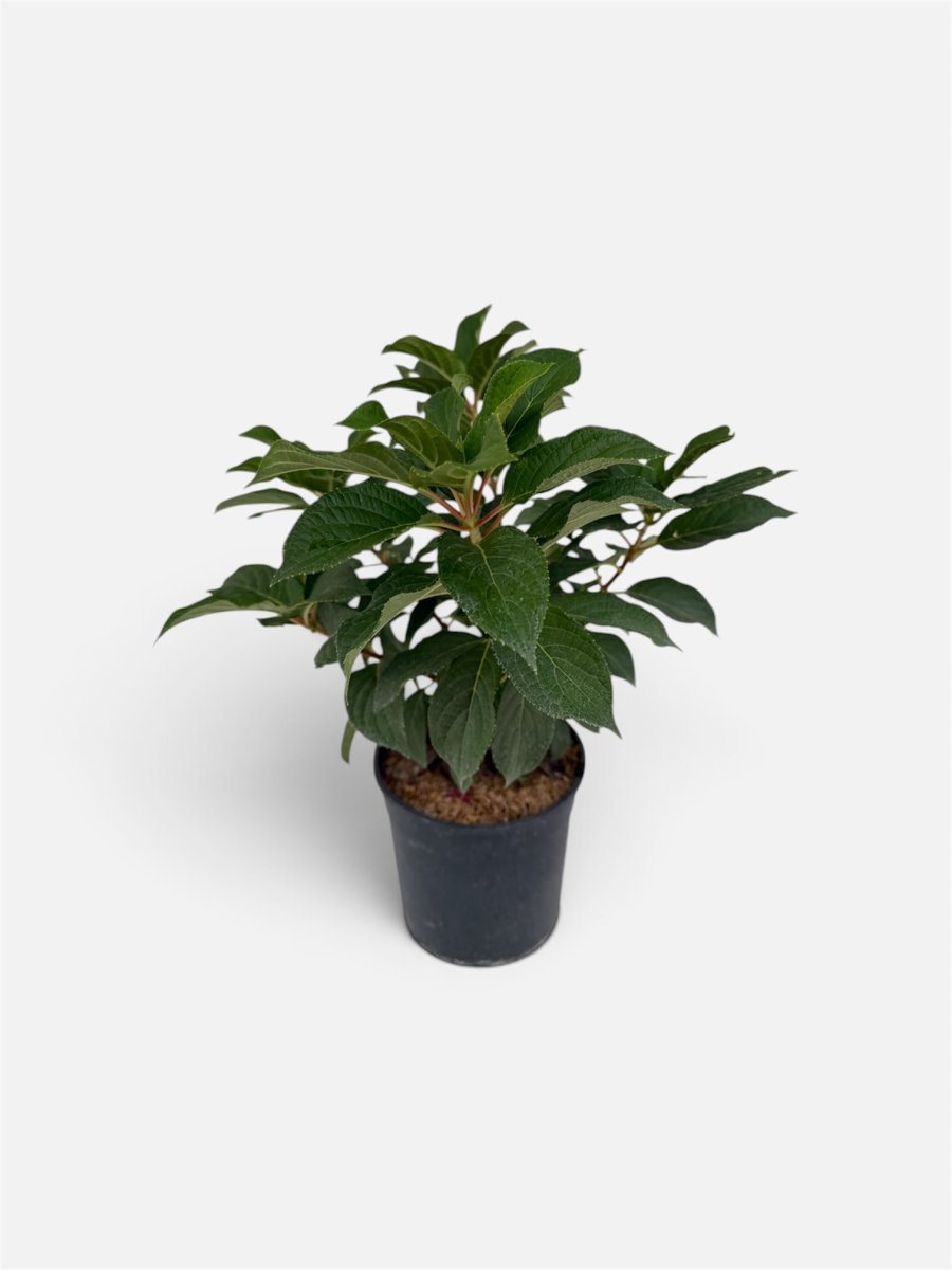 Hydrangea  paniculata 'Polestar'