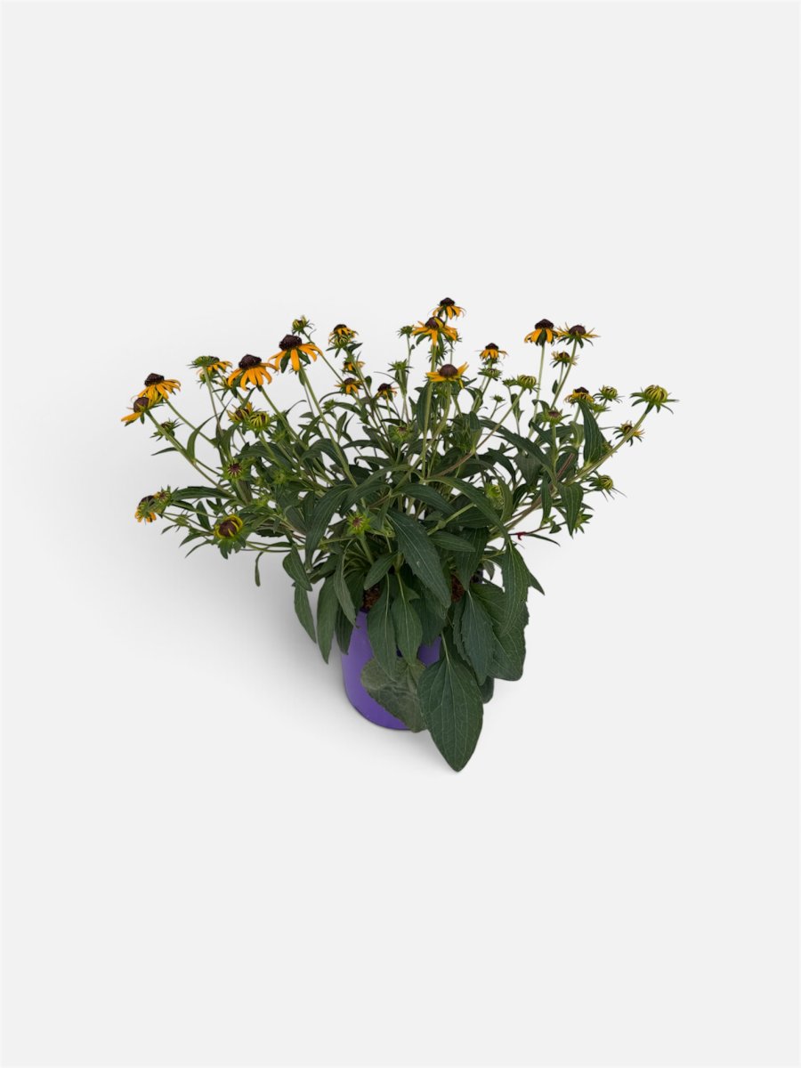 Rudbeckia . 'Little Goldstar'
