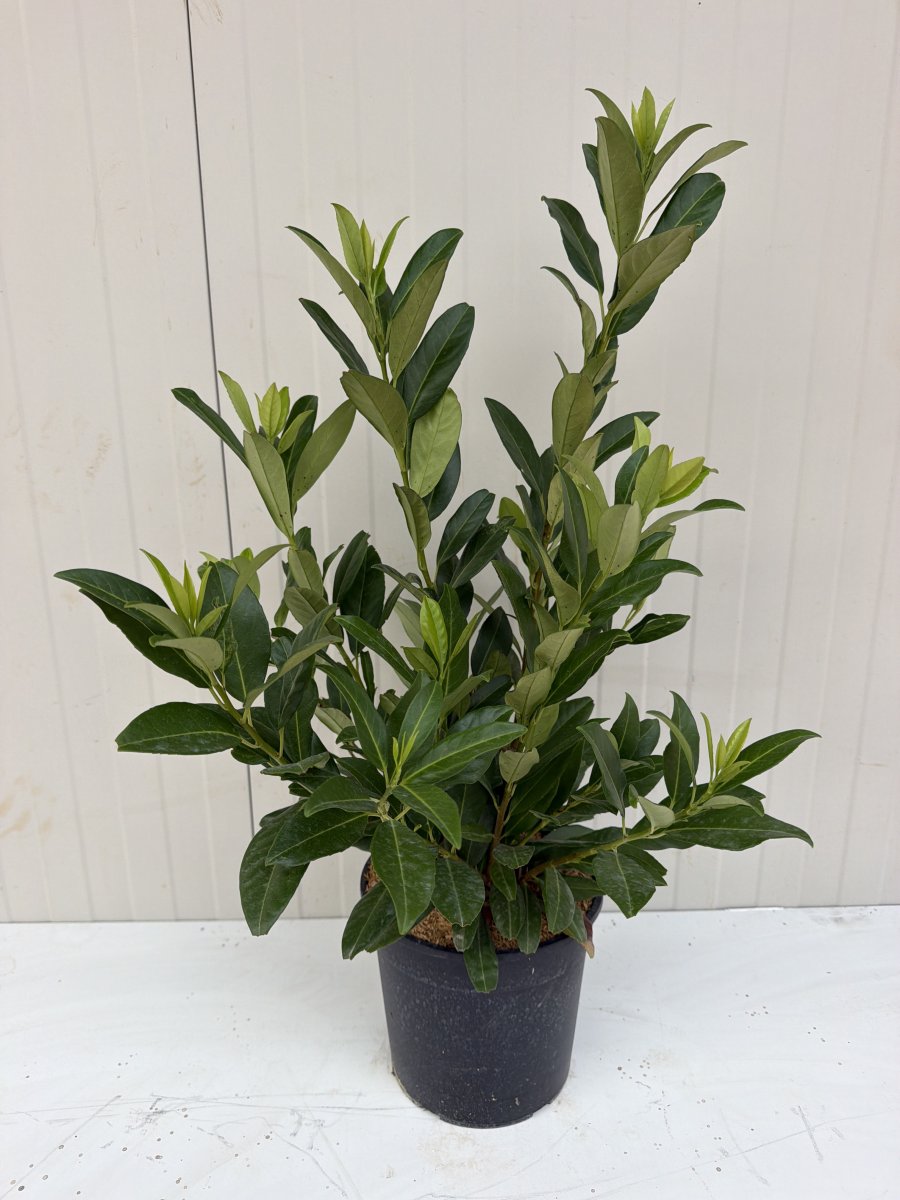 Prunus laurocerasus  'Herbergii'