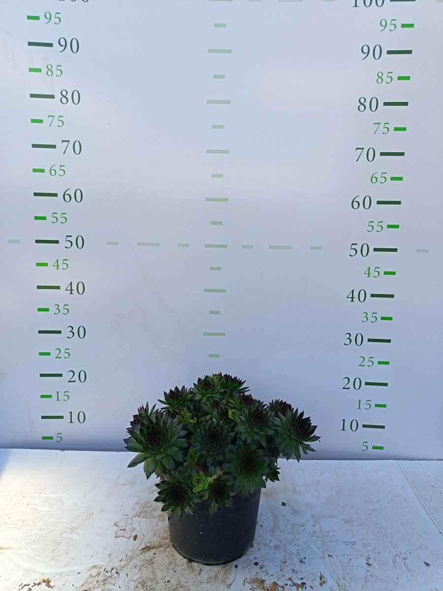 Sempervivum - -