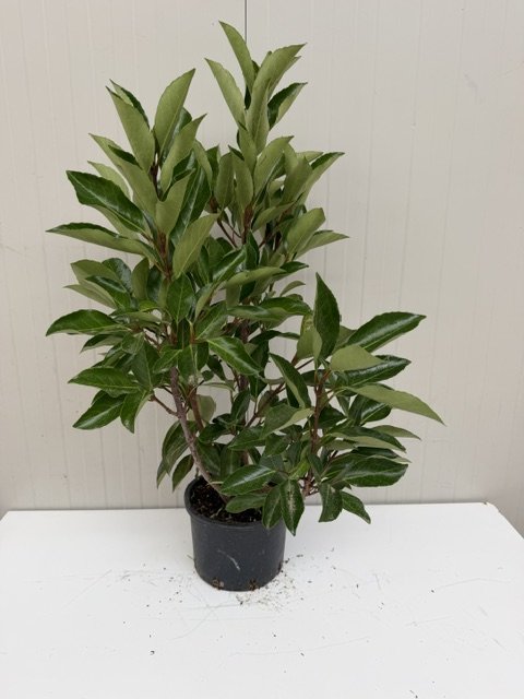 Viburnum lucidum 