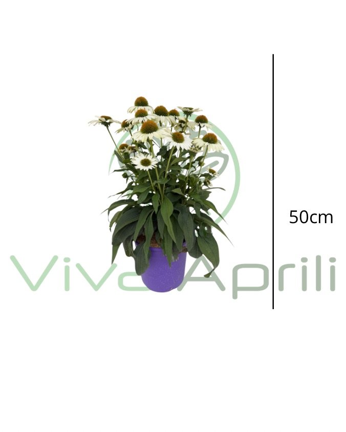 Echinacea purpurea 'SunMagic Vintage Pearl White'