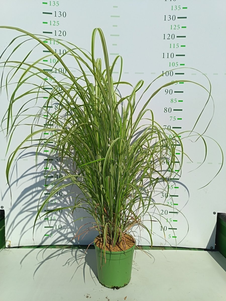 Miscanthus sinensis 'Cabaret'