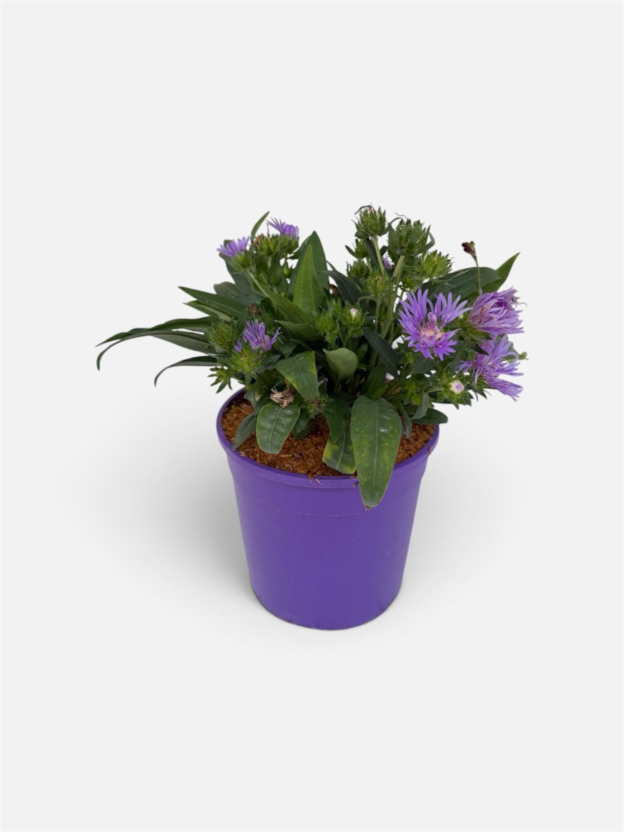 Stokesia laevis 'Peachie's Pick'