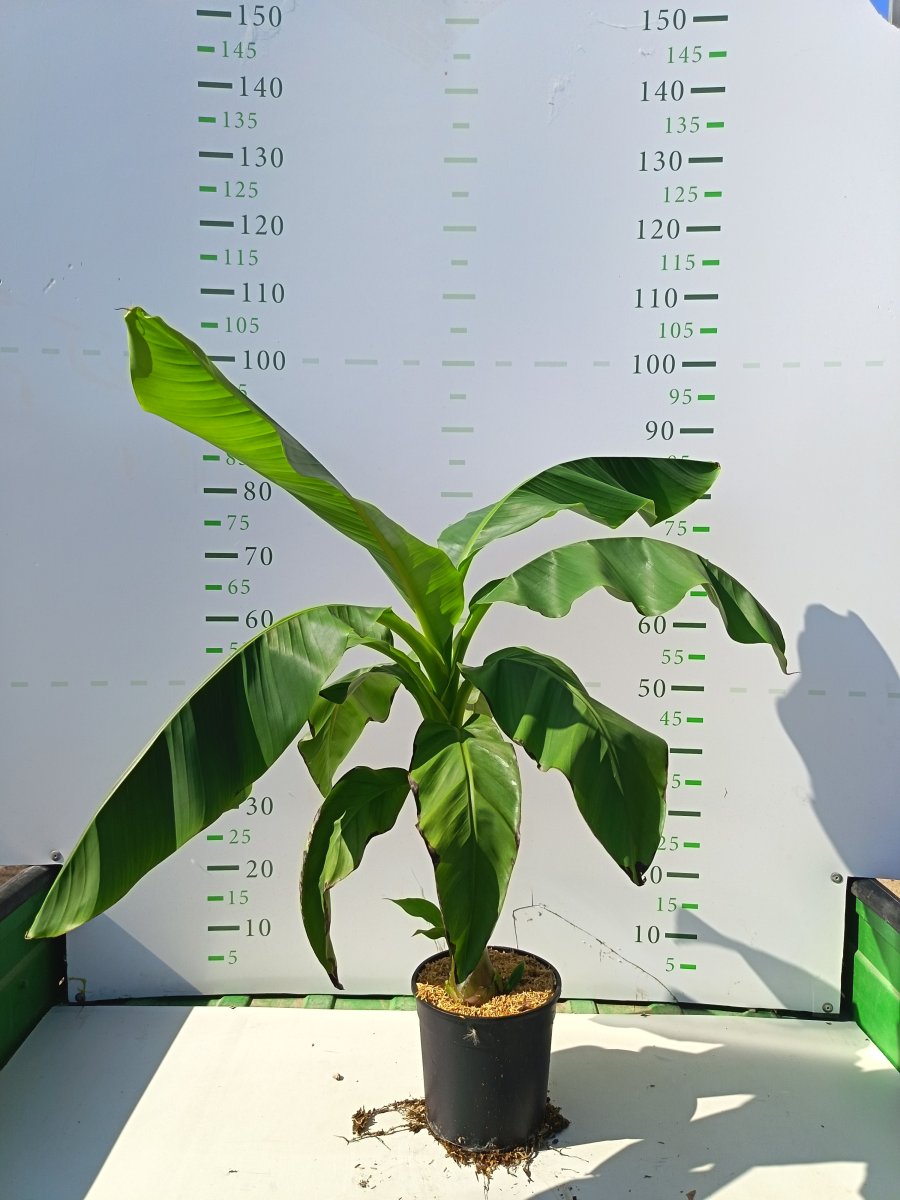 Musa basjoo 