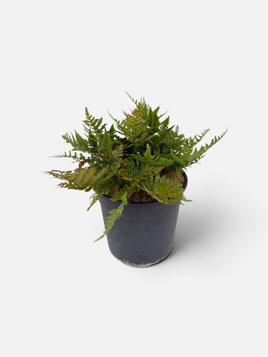 Dryopteris erithrosora  'Autumn'