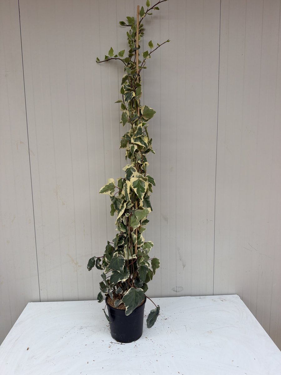 Hedera algeriensis 'Gloire de Marengo'  h.150