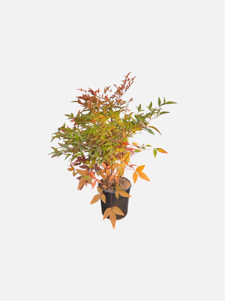 Nandina domestica 