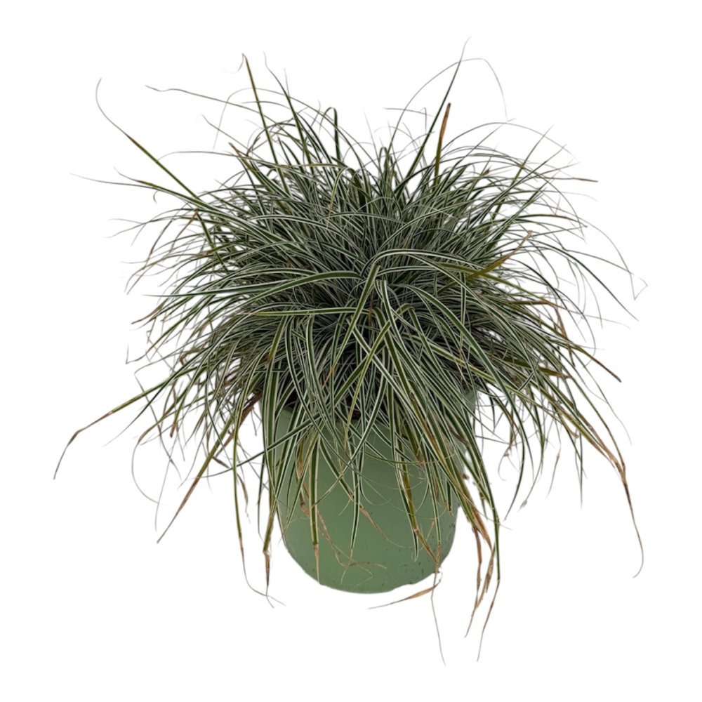 Carex oshimensis 'Everest'