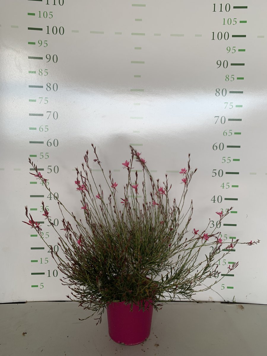 Gaura lindehimeri 'Compact Pink'