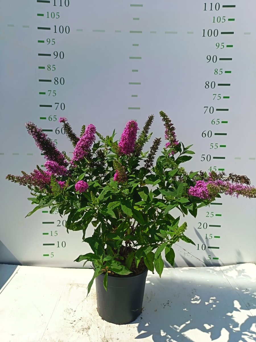 Buddleja davidii 'Butterfly Candy Little Cerise'
