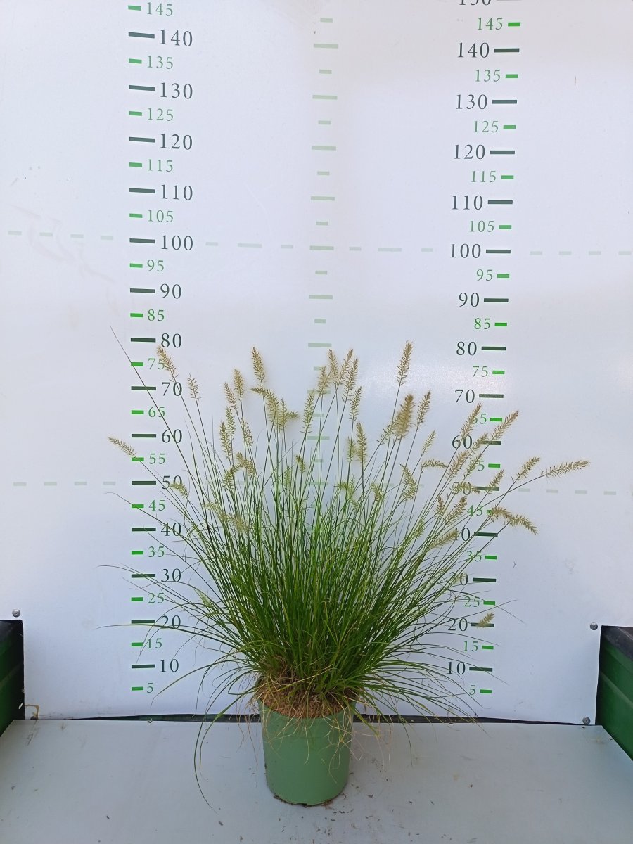 Pennisetum alopecuroides  'Hameln Yellow'
