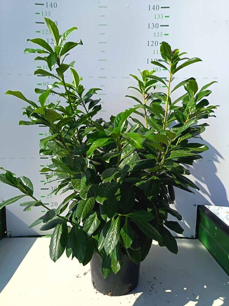 Prunus laurocerasus Novita