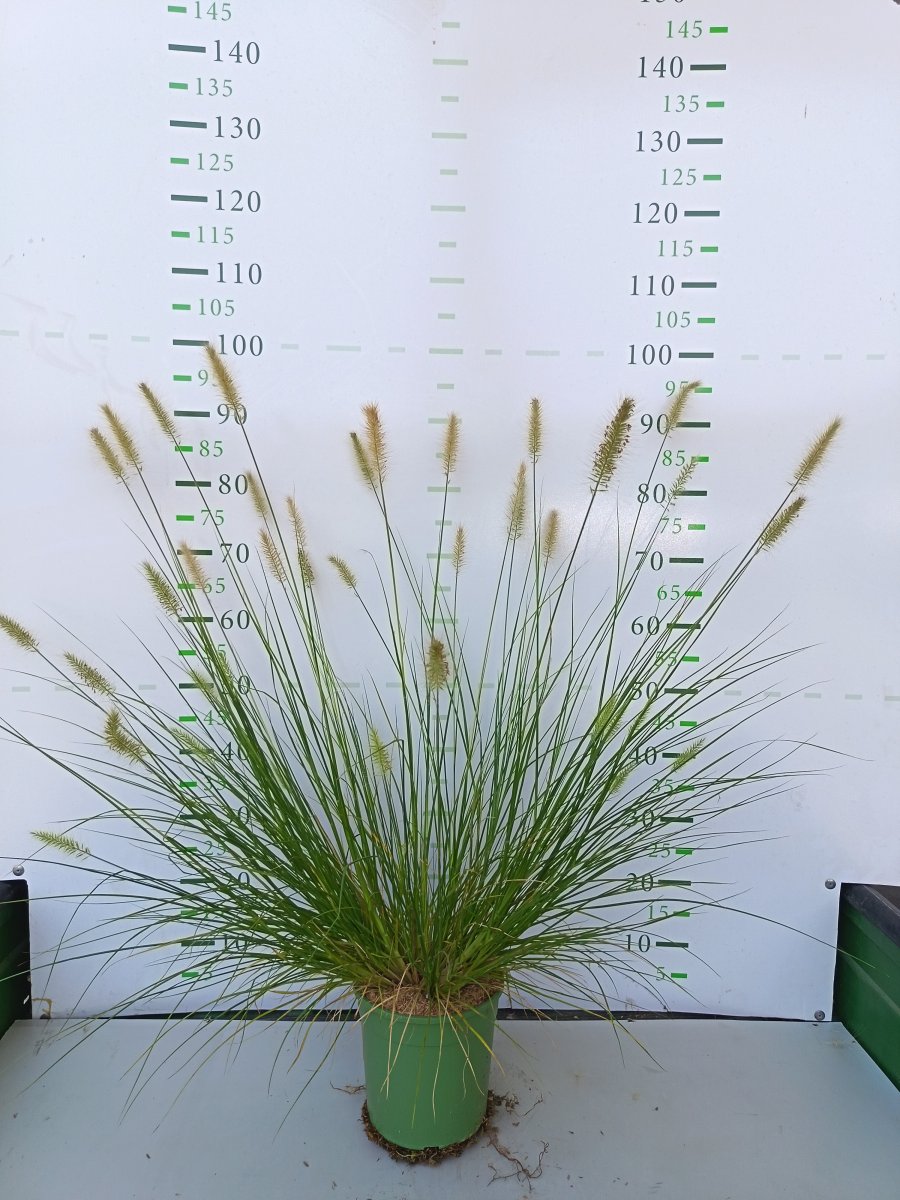 Pennisetum alopecuroides 'Hameln'