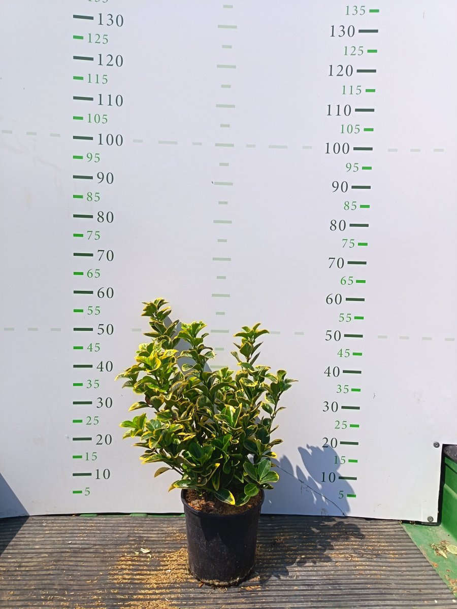 Euonymus japonicus 'Aureomarginatus'