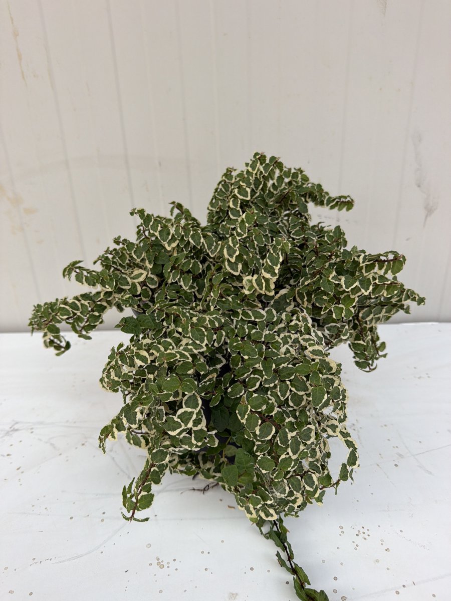 Ficus pumila  repens variegato