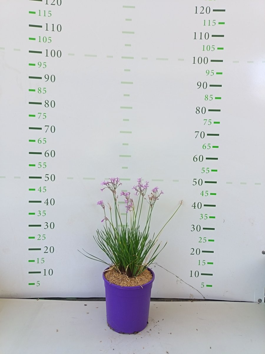 Tulbaghia violacea   'Dark Star'