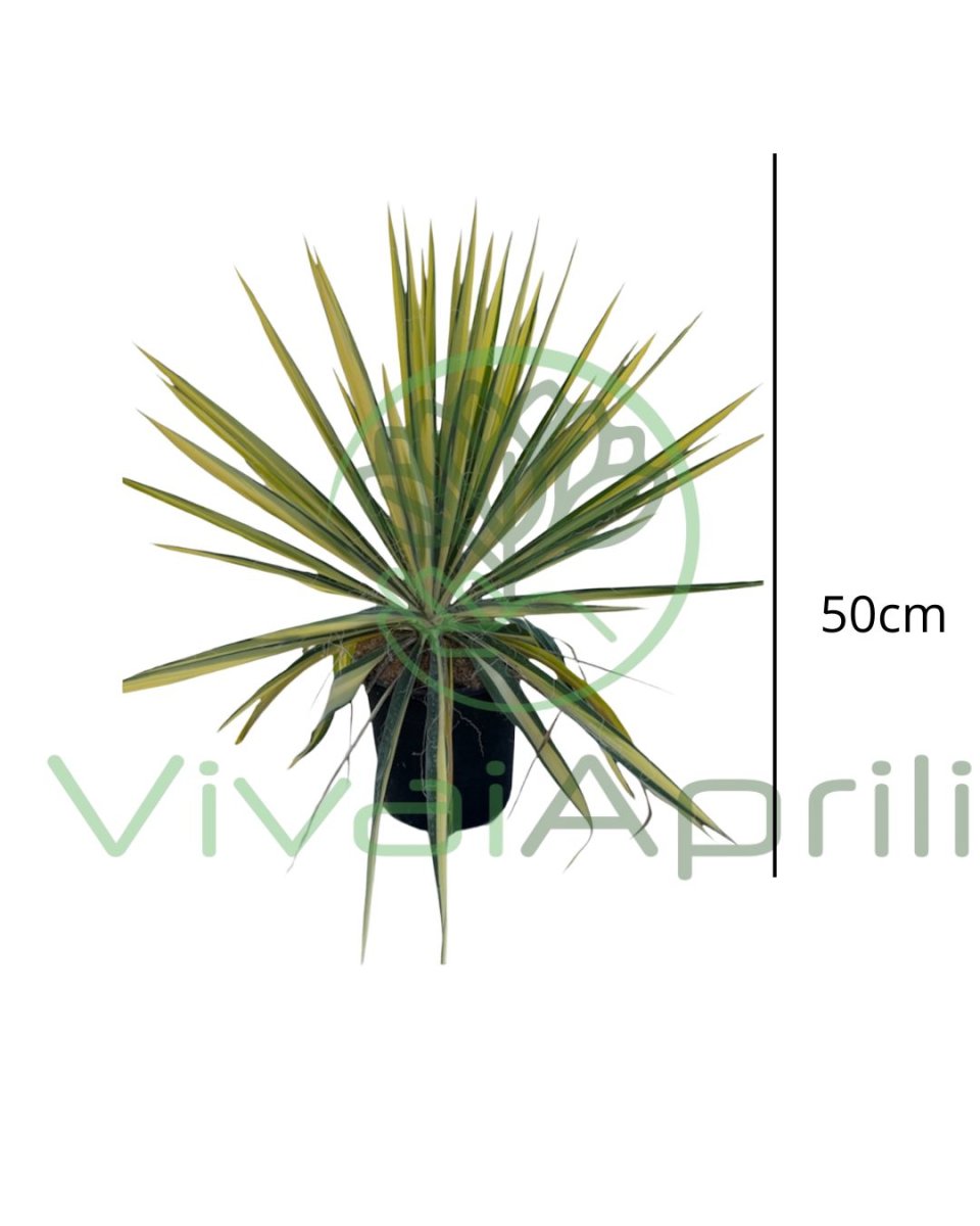Yucca filamentosa 'Color Guard'