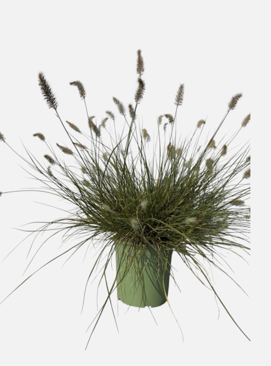 Pennisetum alopecuroides 'Little Bunny'