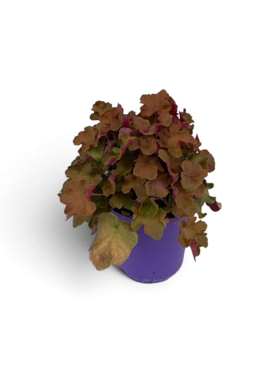 Heuchera  'Caramel'
