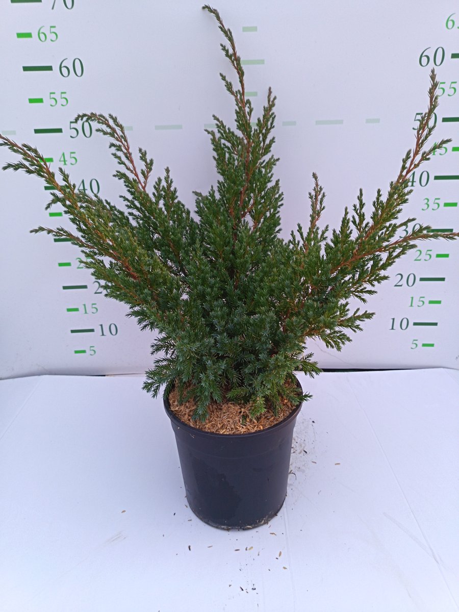 Juniperus squamata  'Blue Swede'