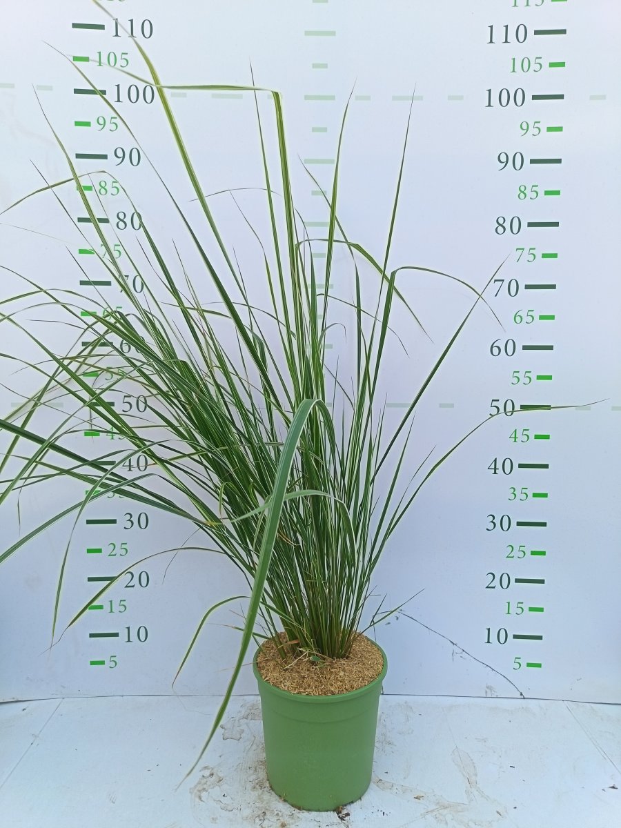 Calamagrostis acutiflora  'Overdam'