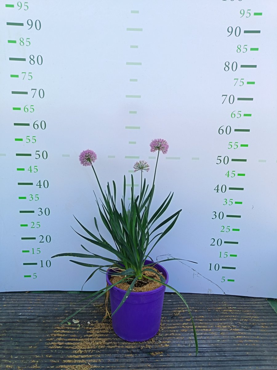 Allium . 'Serendipity'