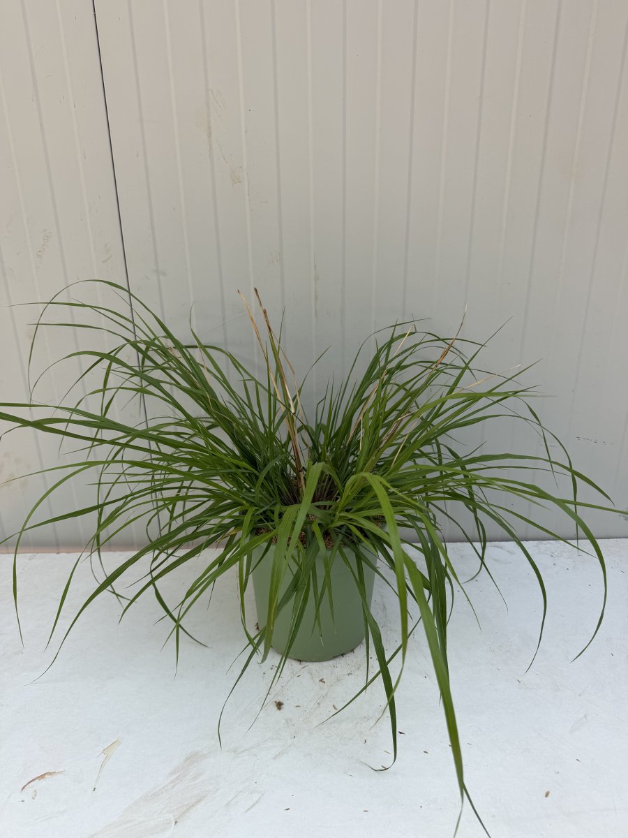 Pennisetum alopecuroides 'Red Head'