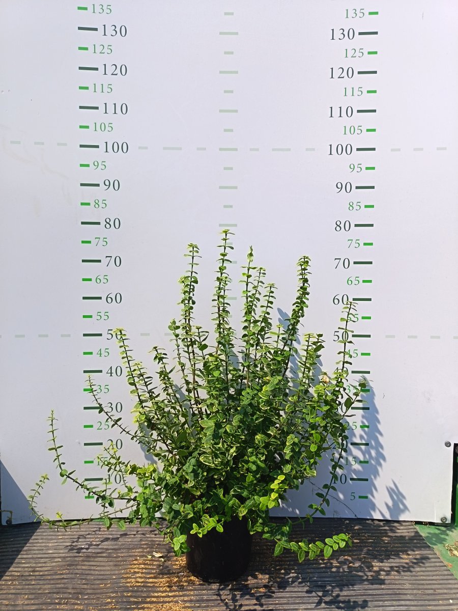 Euonymus fortunei 'Emerald Gold'