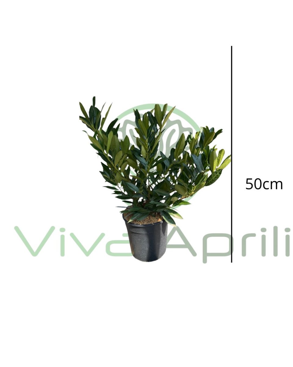 Prunus laurocerasus 'Otto Luyken'