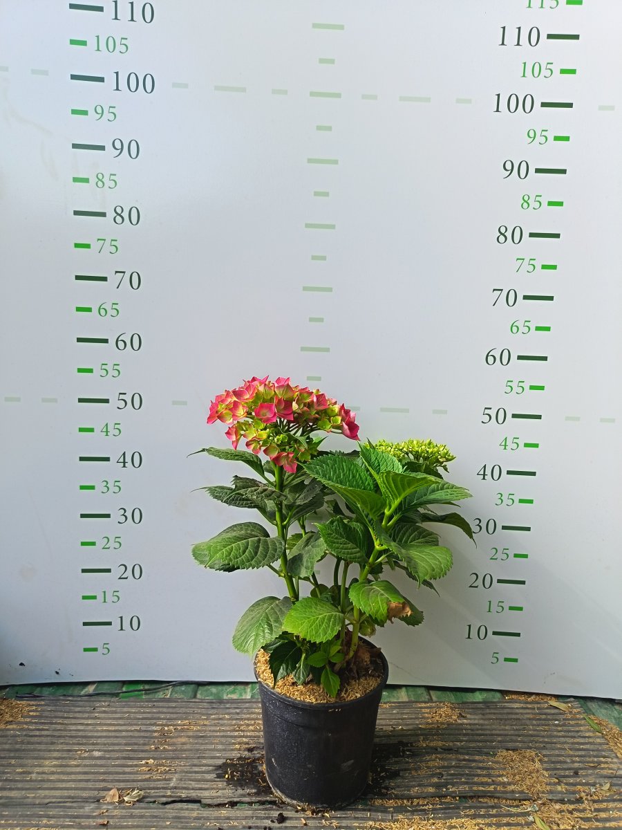 Hydrangea  macrophylla 'King George' red 