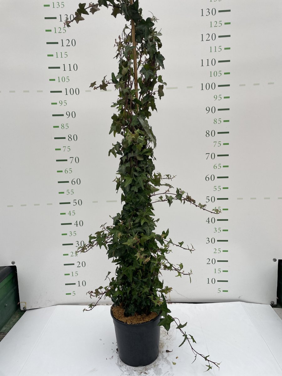 Hedera helix 'Sagittifolia'
