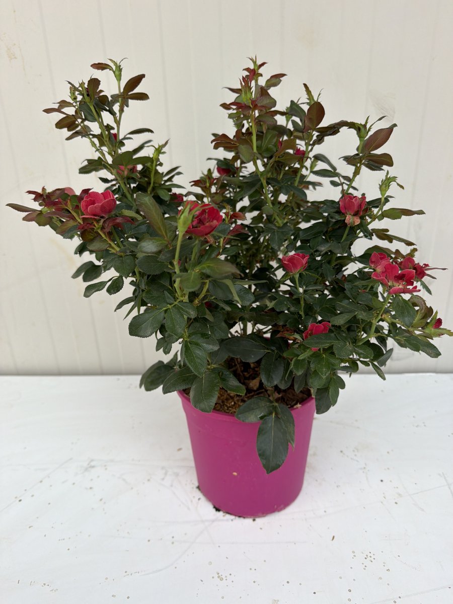 Rosa  Hybrida  'Zepeti'