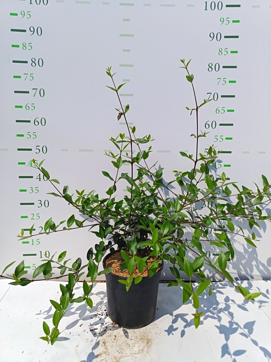 Phillyrea latifolia .