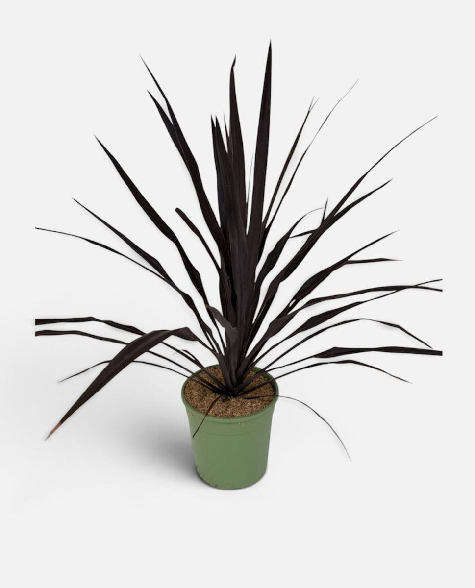 Cordyline  australis  'Burgubdy Spire'