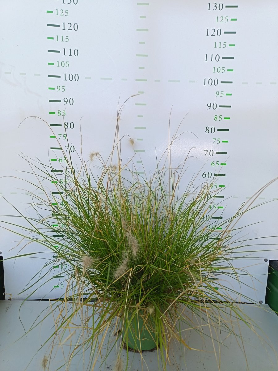 Cenchrus longisetum (Penniesetum Villosum)