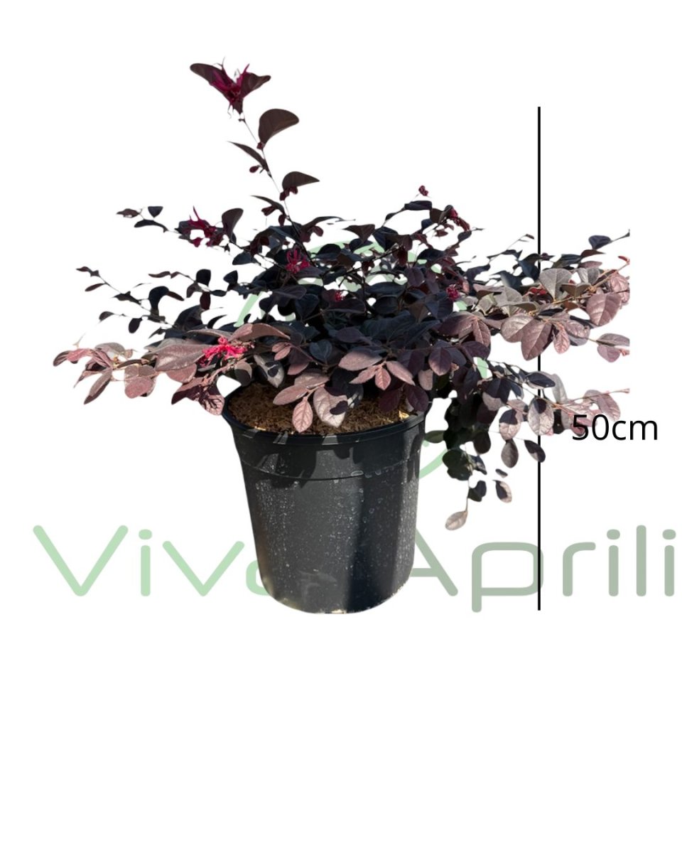 Loropetalum  chinense  'Black  Pearl'