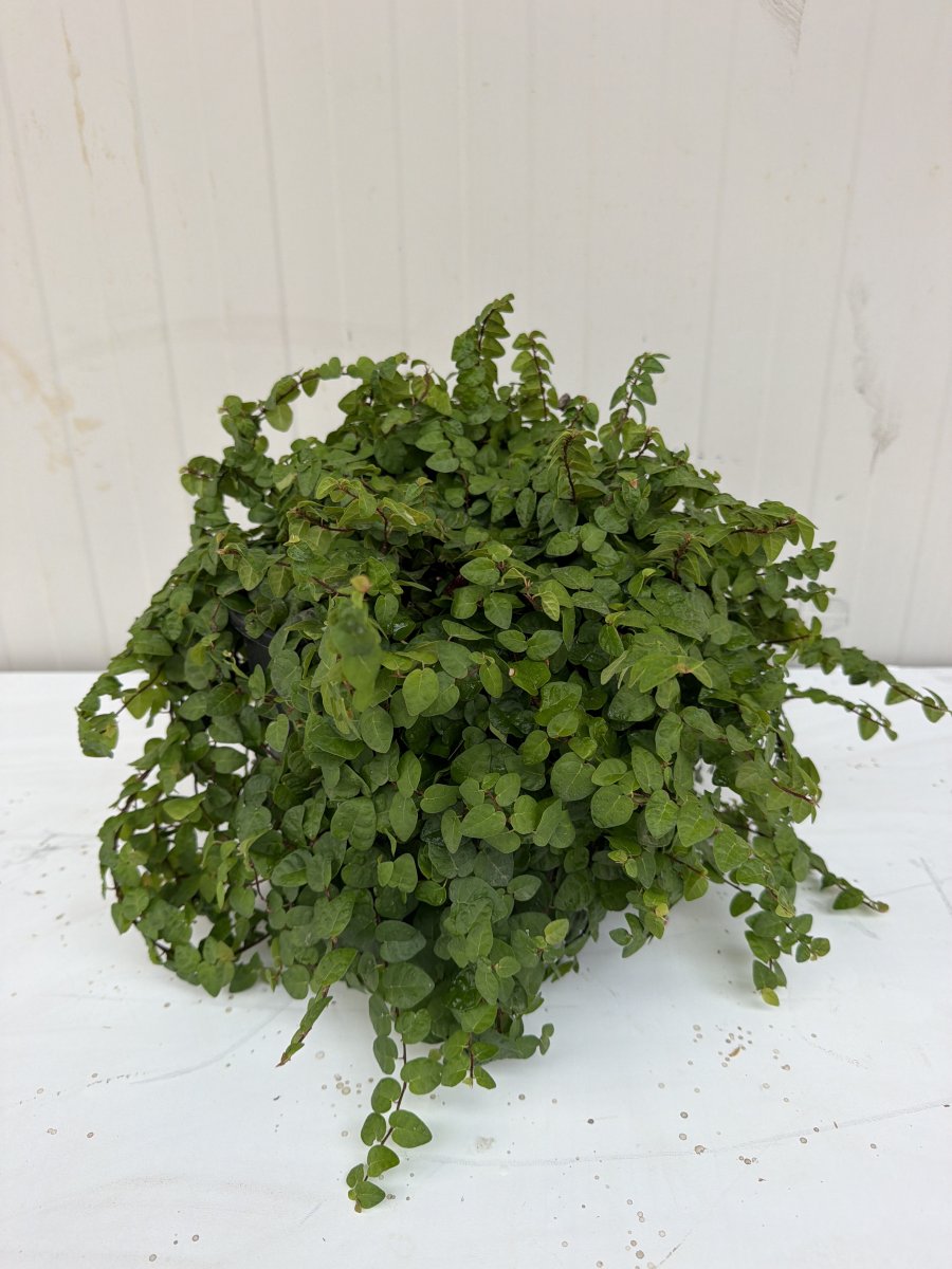 Ficus pumila  repens verde
